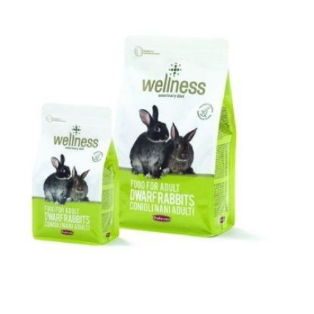 WELINESS ADULT DWARF RABBITS