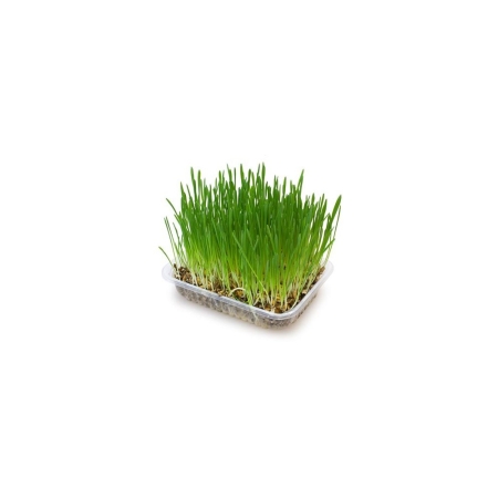 Arquivet Grass for Cats