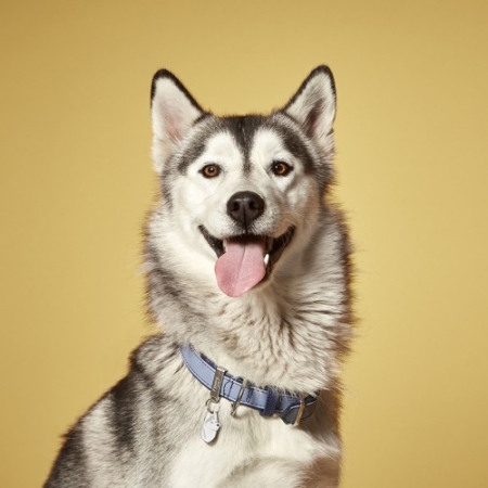 MyFamily Firenze Dog Collar in Genuine Italian Light Blue Leather