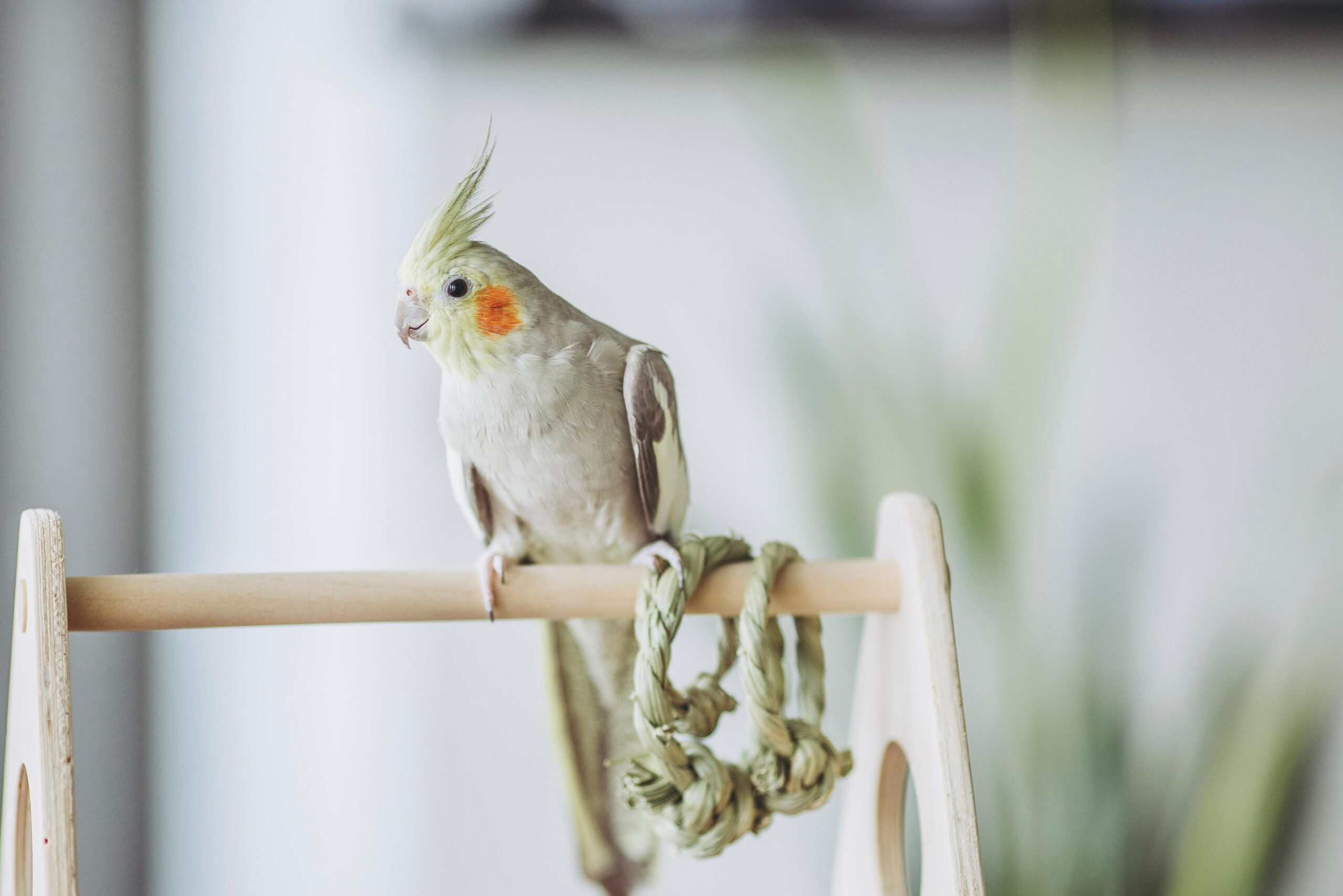 Bird Toys